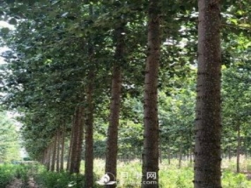 河南周口：培育出不飞絮的杨树新品种