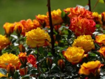 安阳市滑县森林公园月季花开放，赏花打卡正当时