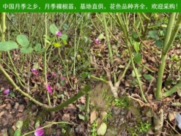 上海龙凤419：月季裸根苗的选购、栽植、肥水、养护技术大全