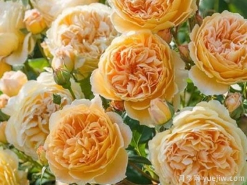 大花香水月季的养护方法，分享10种花香飘满屋