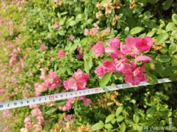 安吉拉月季盆栽苗，60厘米高基地发货