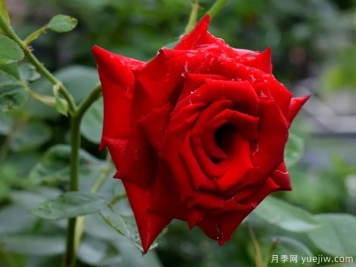 2023年情人节十大玫瑰品种销量榜，卡罗拉位居首位
