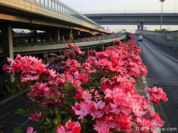 30万株新品种，杭州高架月季会带来什么样的惊喜？