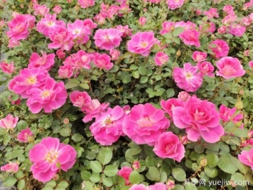 仙境盆栽月季杯苗粉色丰花，绿化工程批发