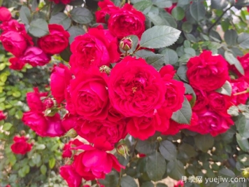 6款红色系的藤本月季品种，适合打造网红花墙