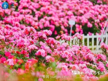 2024年第二届杭州市月季花展举办，赏500万株月季