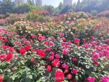 郑州月季公园40万株月季竞相绽放，感受花漾生活