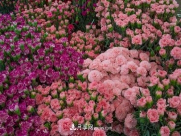 中国6大花市，全国花卉批发市场介绍