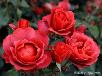 21朵玫瑰：不只是浪漫，还藏着这些深意