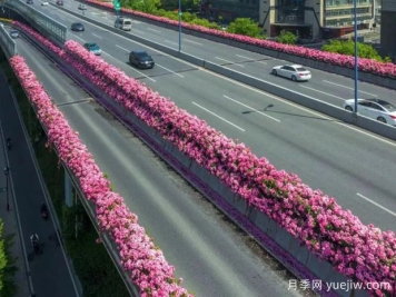 杭州高架月季初开，2024年又到走花路时间