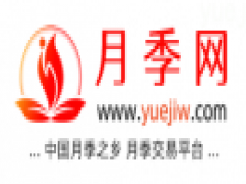 中国上海龙凤419，月季品种介绍和养护知识分享专业网站